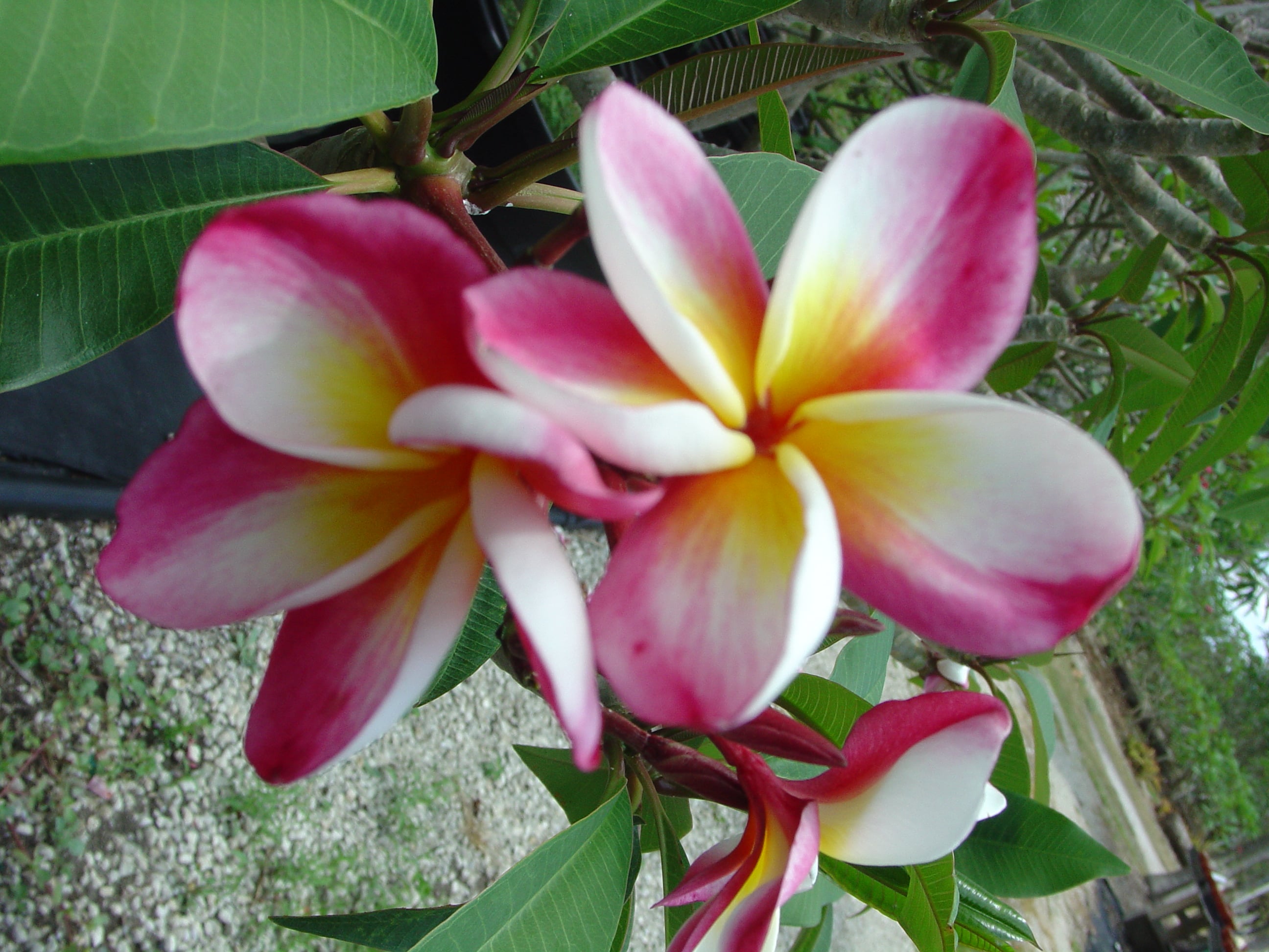 Frangifest plumeria photo