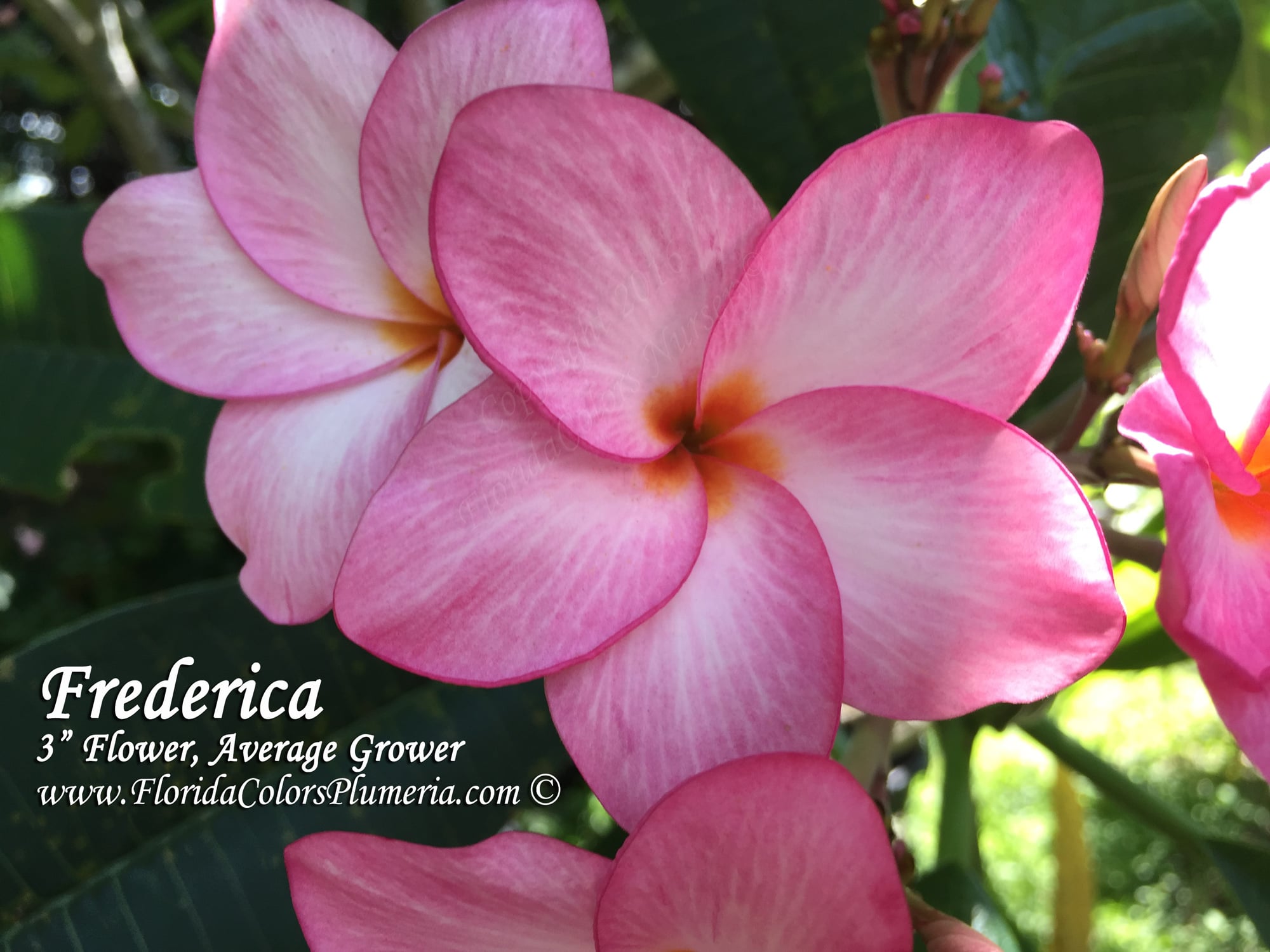 Fredericka plumeria photo