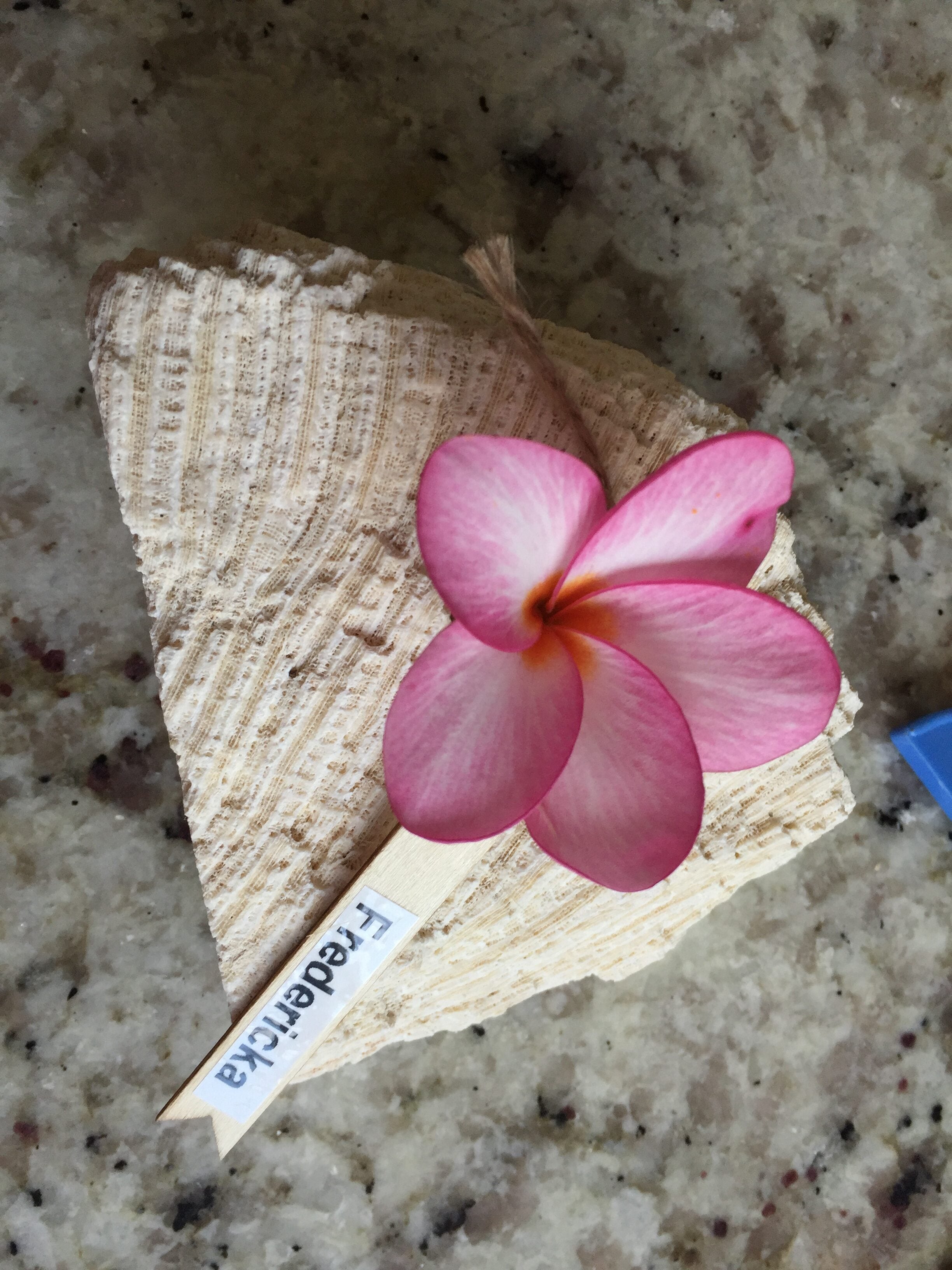 Fredericka plumeria photo by Tex Norwood