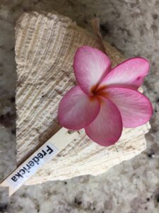 Fredericka plumeria photo by Tex Norwood