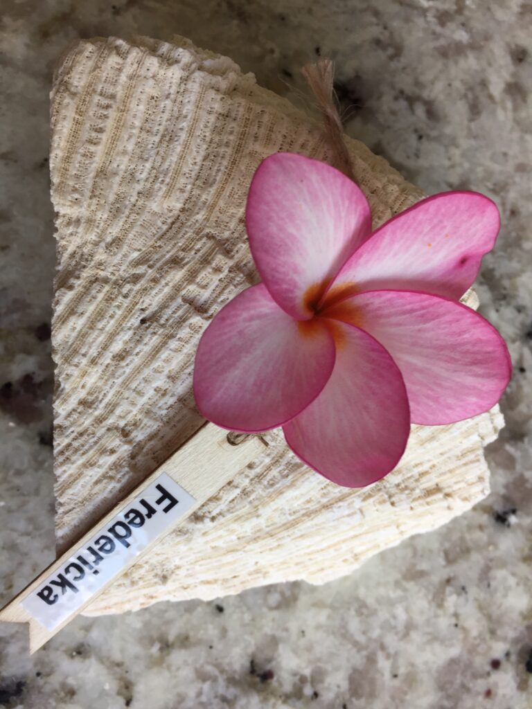 Fredericka plumeria photo