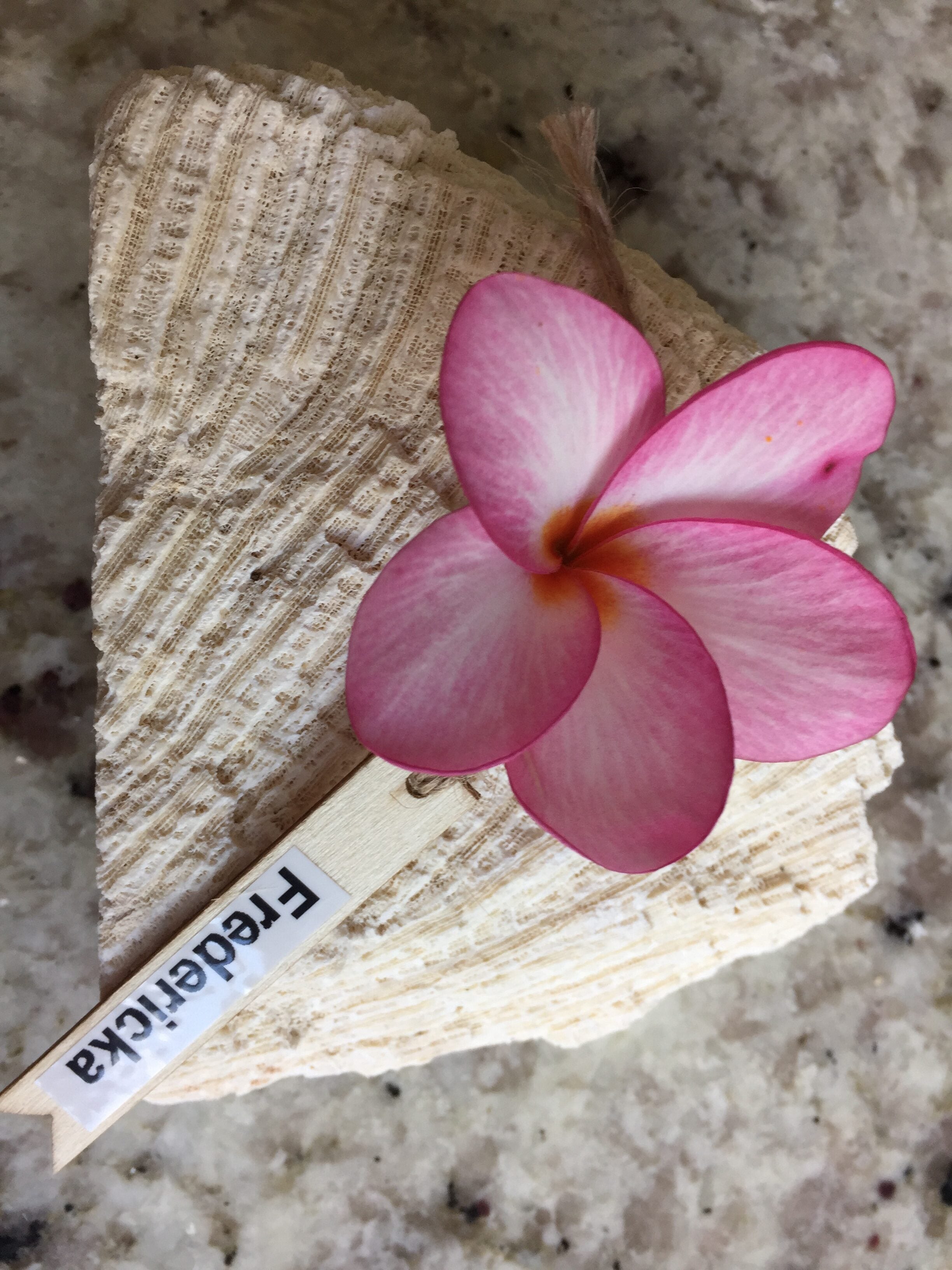 Fredericka plumeria photo by Tex Norwood