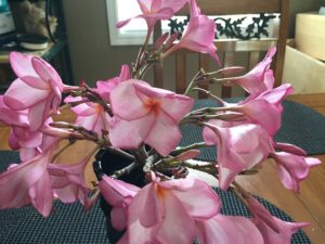 Fredericka plumeria photo by Tex Norwood