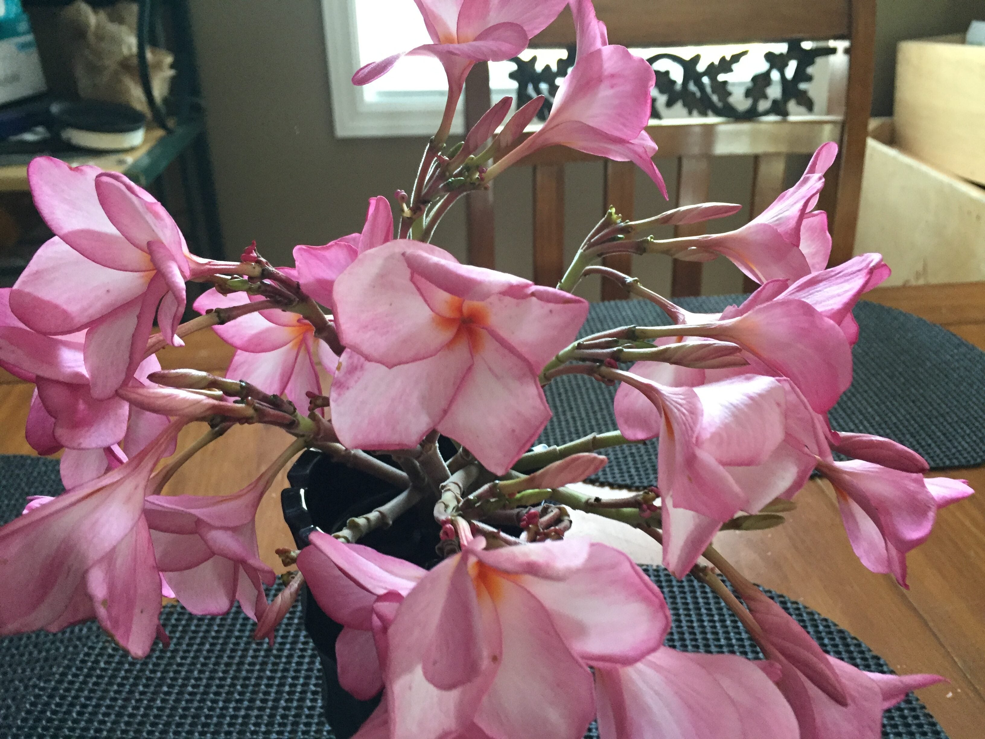 Fredericka plumeria photo by Tex Norwood