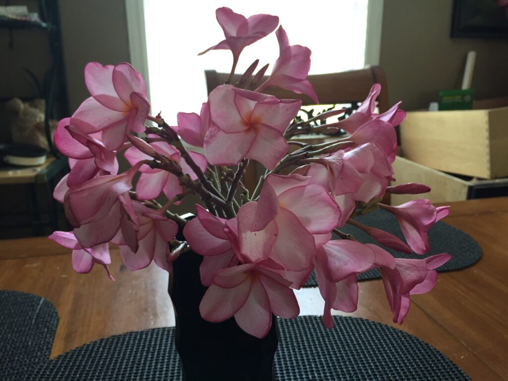 Fredericka plumeria photo