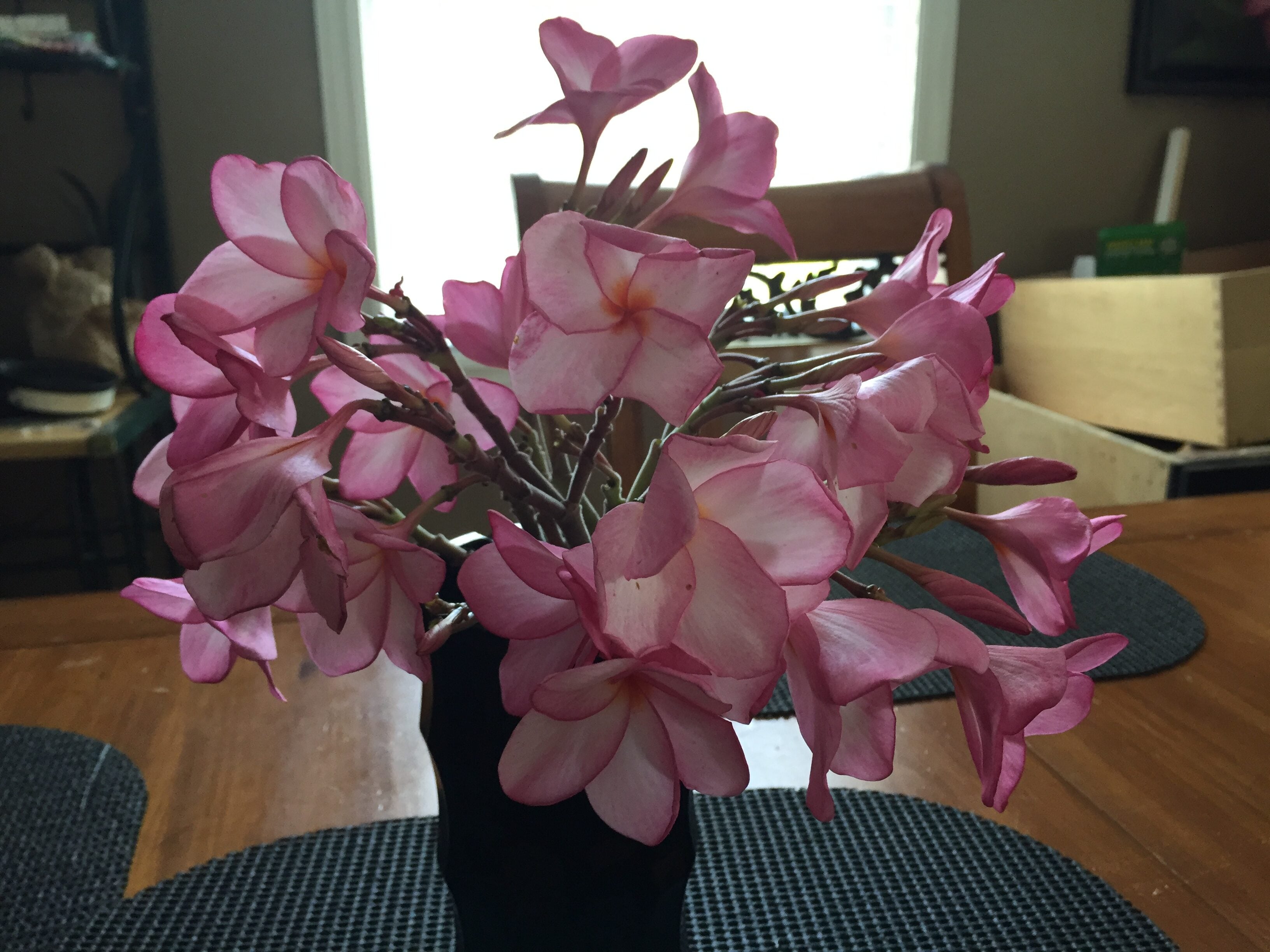 Fredericka plumeria photo by Tex Norwood