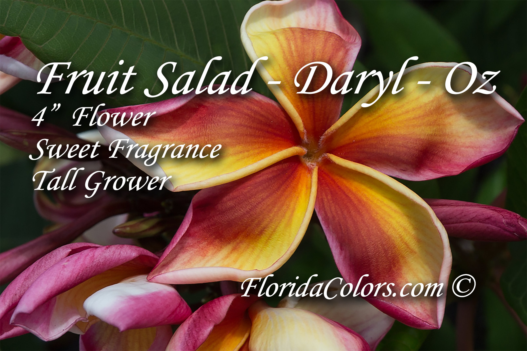 Fruit Salad Daryl plumeria photo