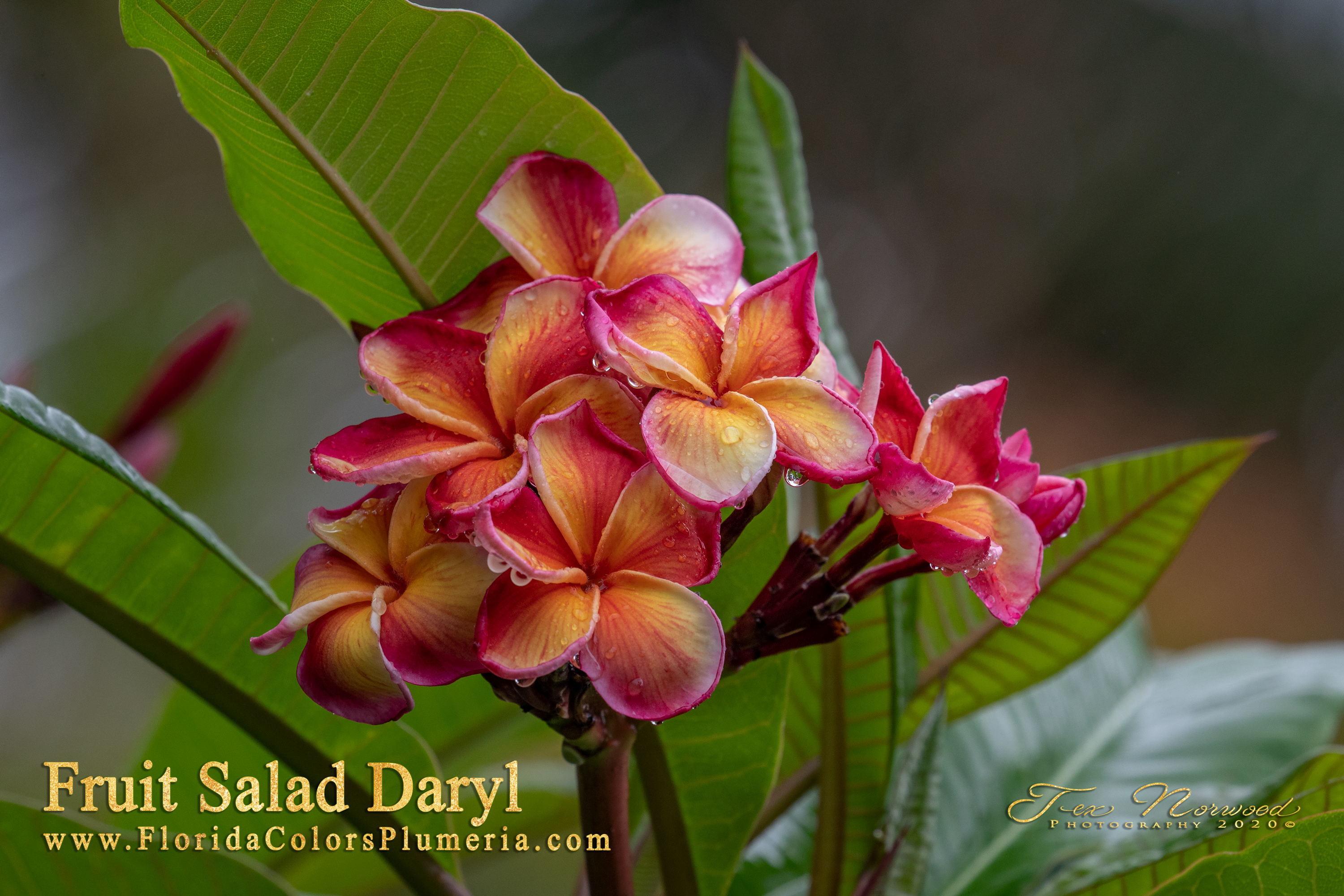 Fruit Salad Daryl plumeria photo
