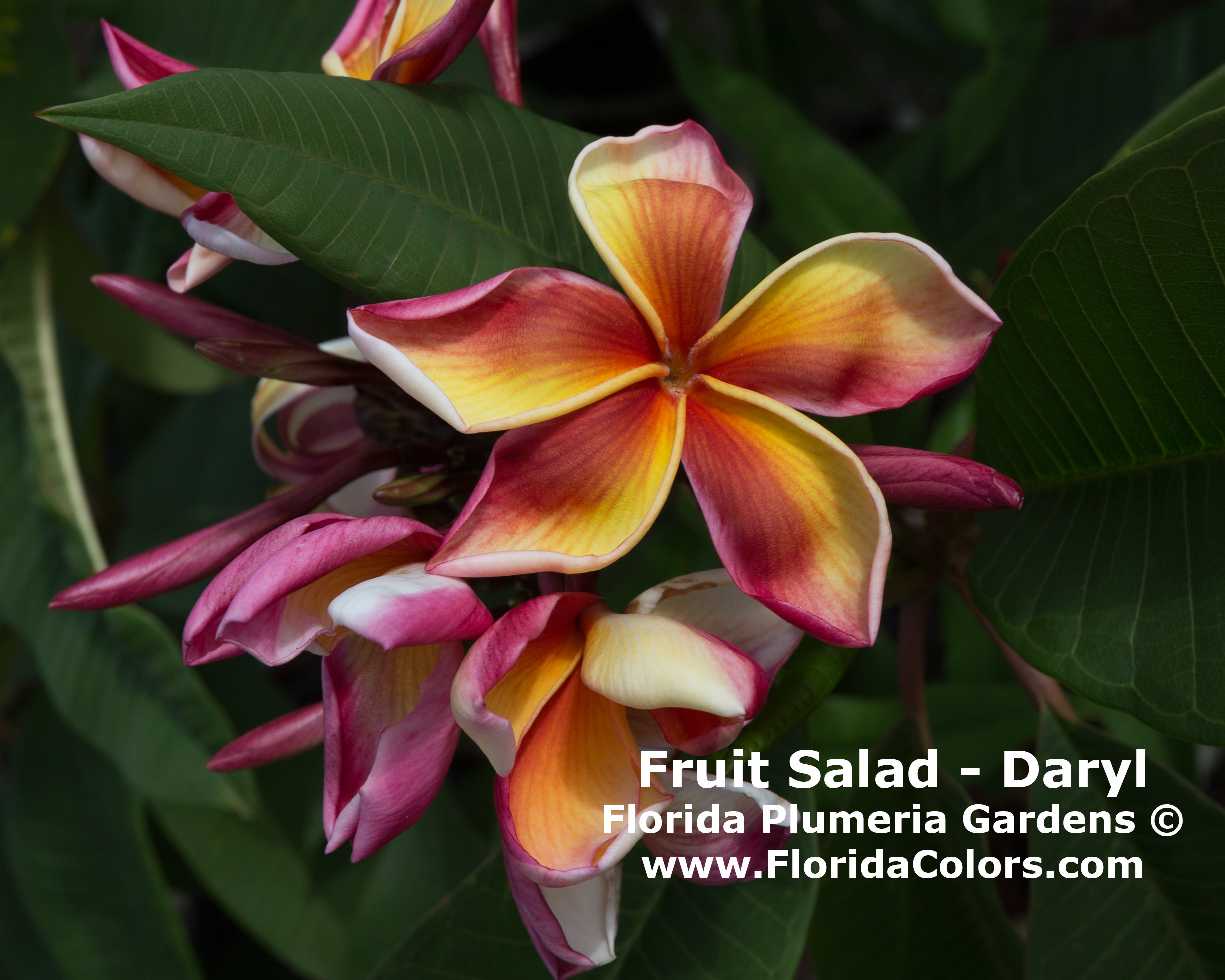 Fruit Salad Daryl plumeria photo