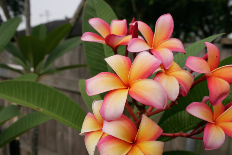 Fruit Salad plumeria photo