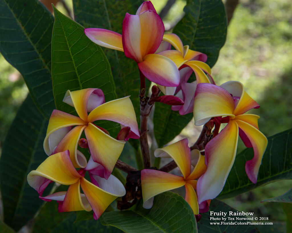 Fruity Rainbow plumeria photo