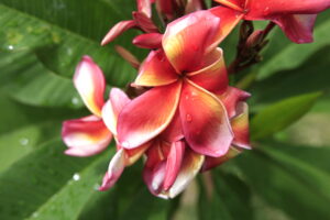 Porcelain Pink plumeria