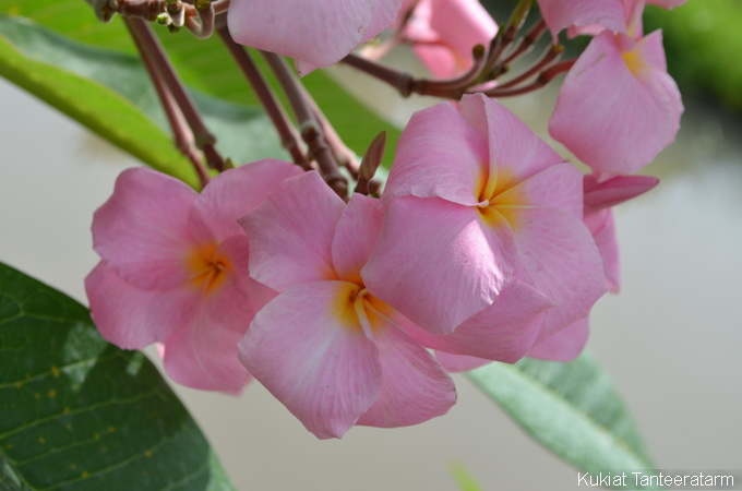 Fujisan plumeria photo