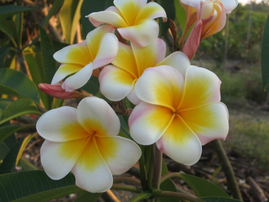 Luc’s Gold Cup plumeria photo