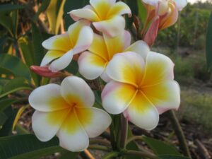 Luc's Gold Cup plumeria photo