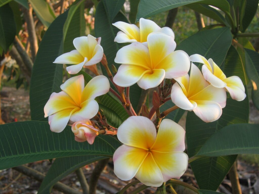 Luc’s Gold Cup plumeria photo