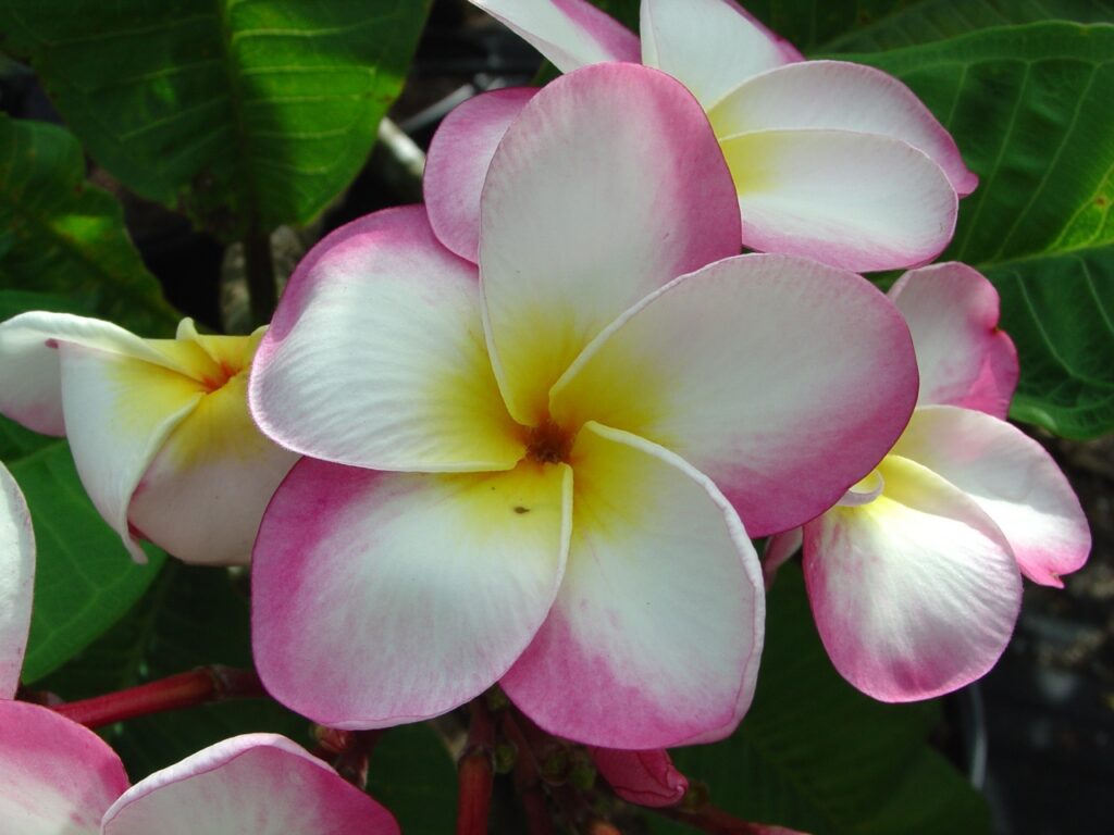 Gabrielle plumeria photo