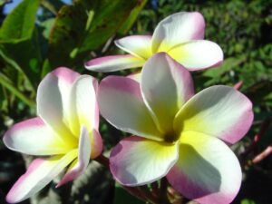 Gabrielle plumeria photo