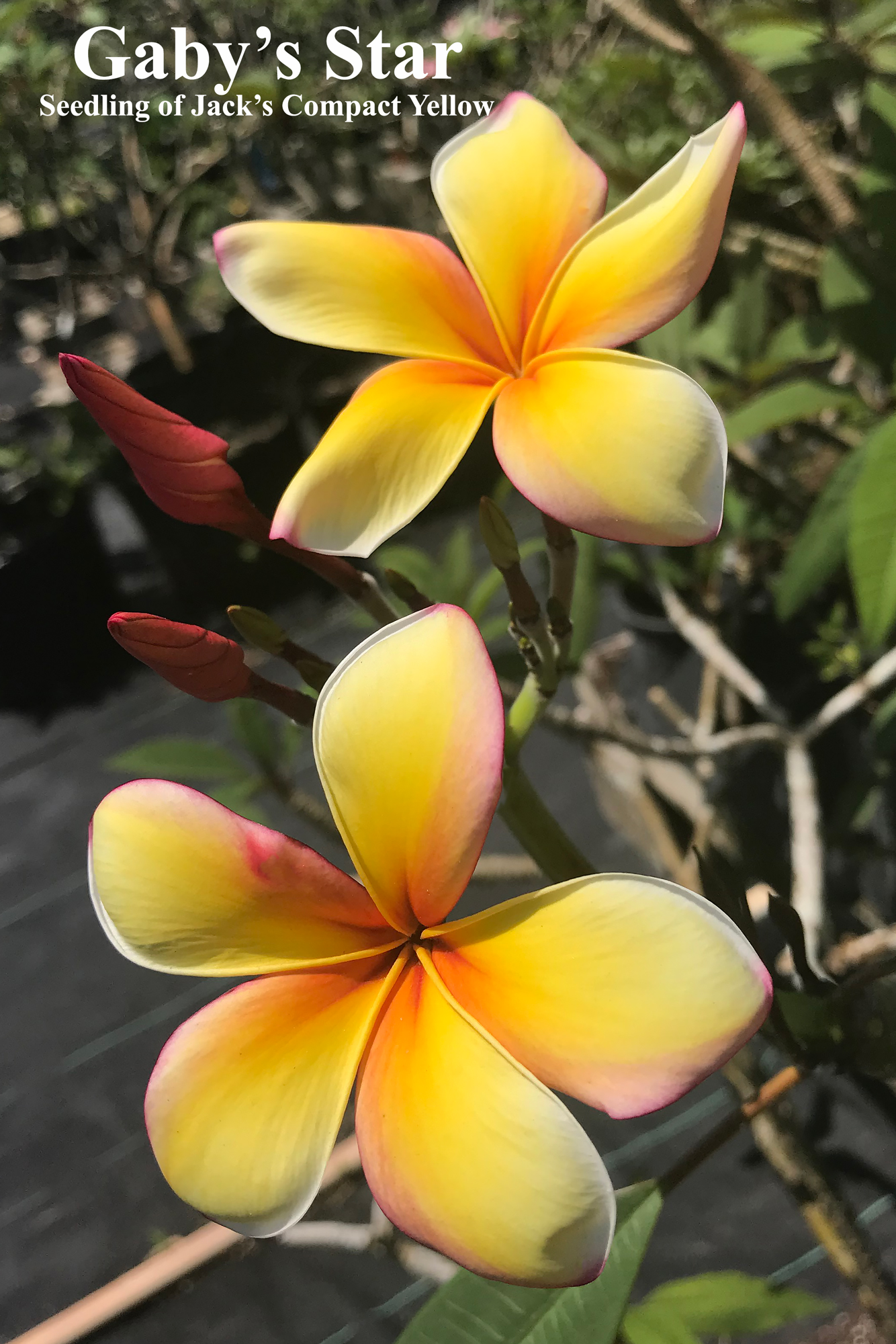 Gabys Star plumeria photo