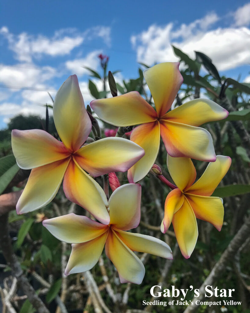 Gabys Star plumeria photo