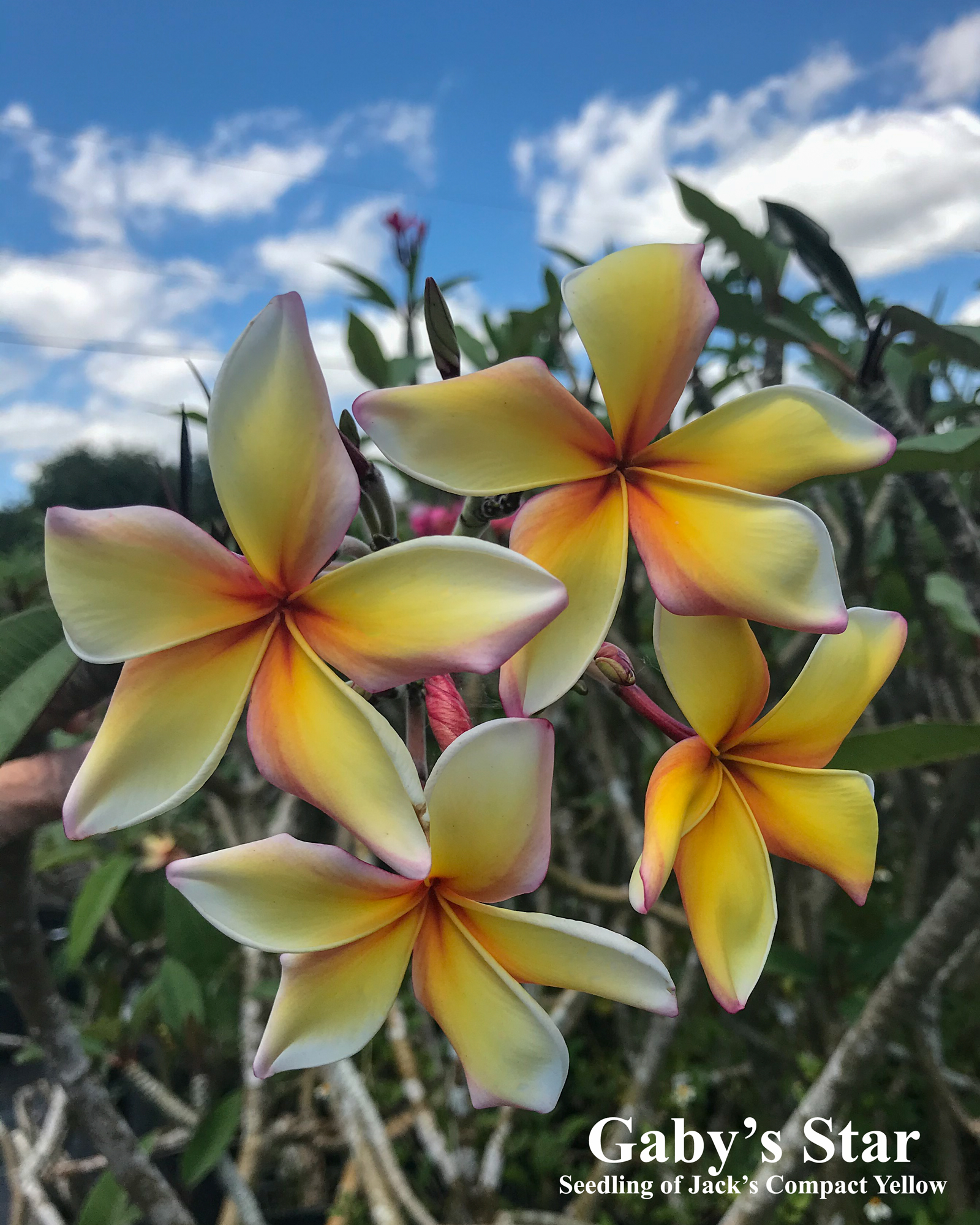 Gabys Star plumeria photo