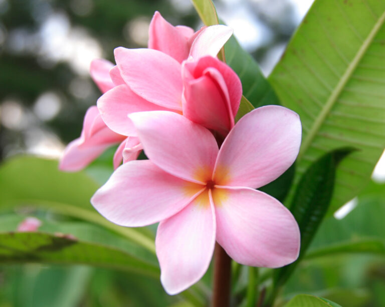 Galveston Pink plumeria photo