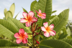 Galvez O&rsquo;Six plumeria