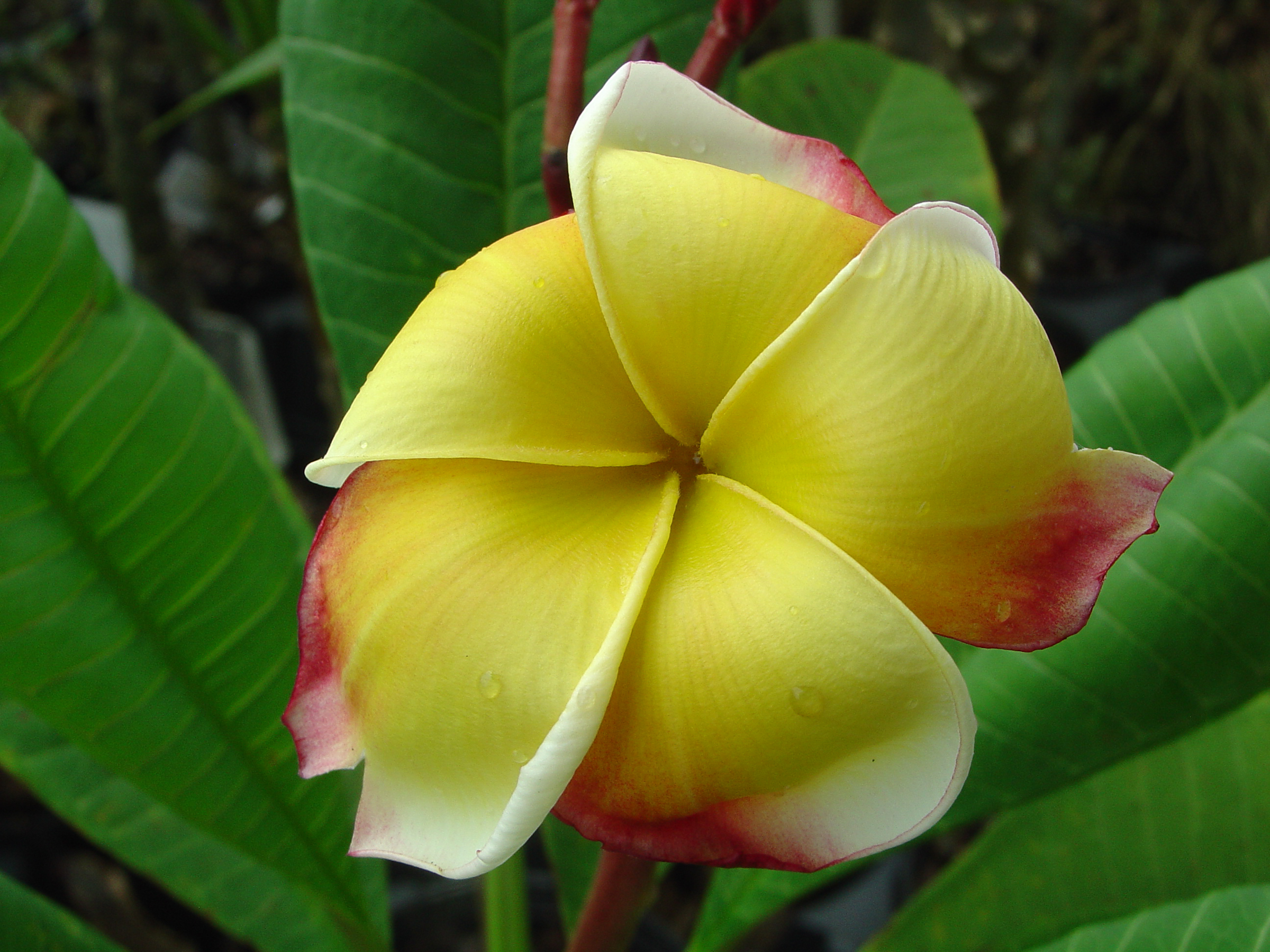 Gamman plumeria photo