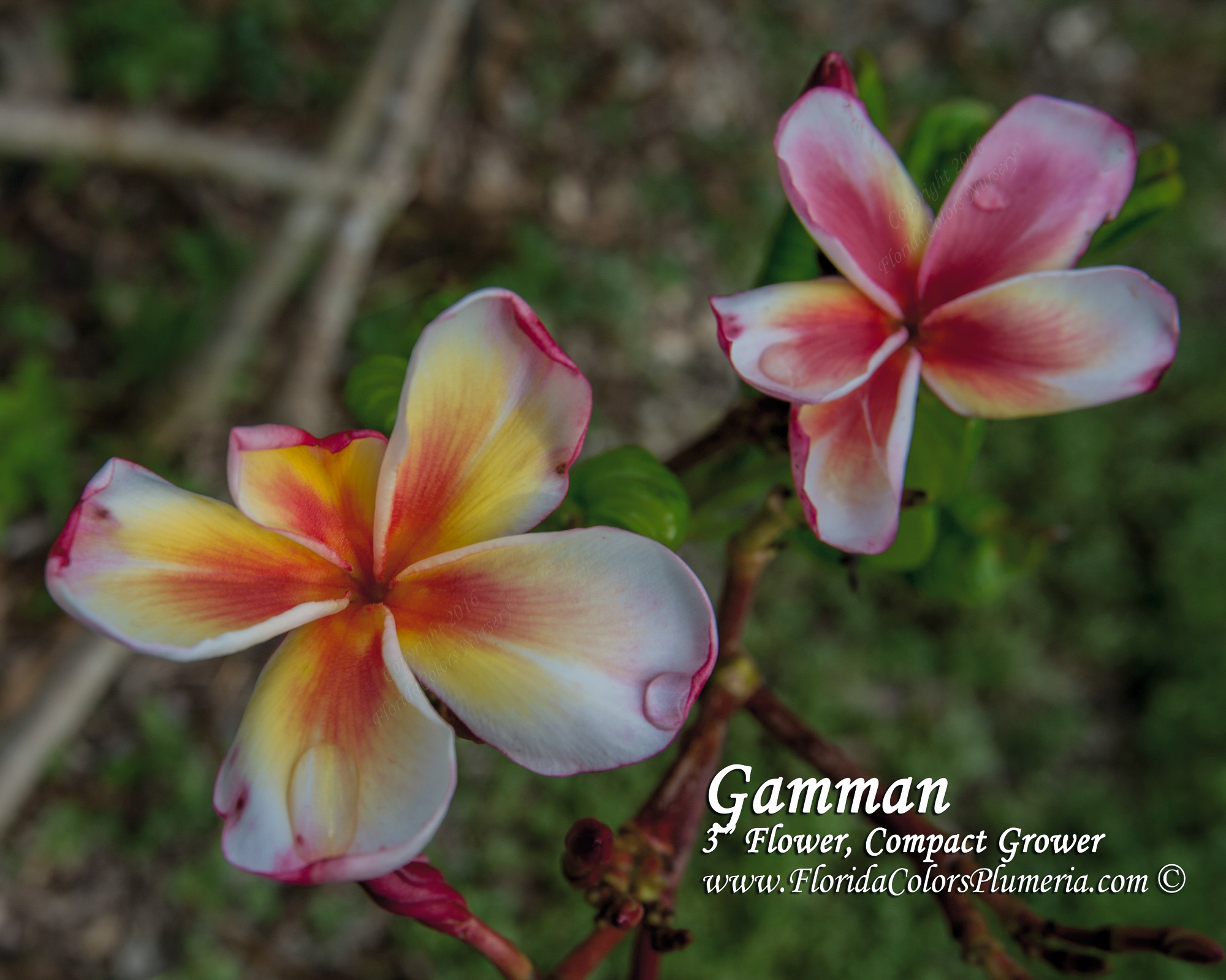Gamman plumeria photo