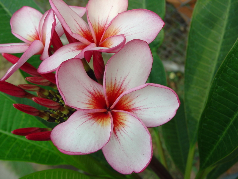 Gee Petch plumeria photo