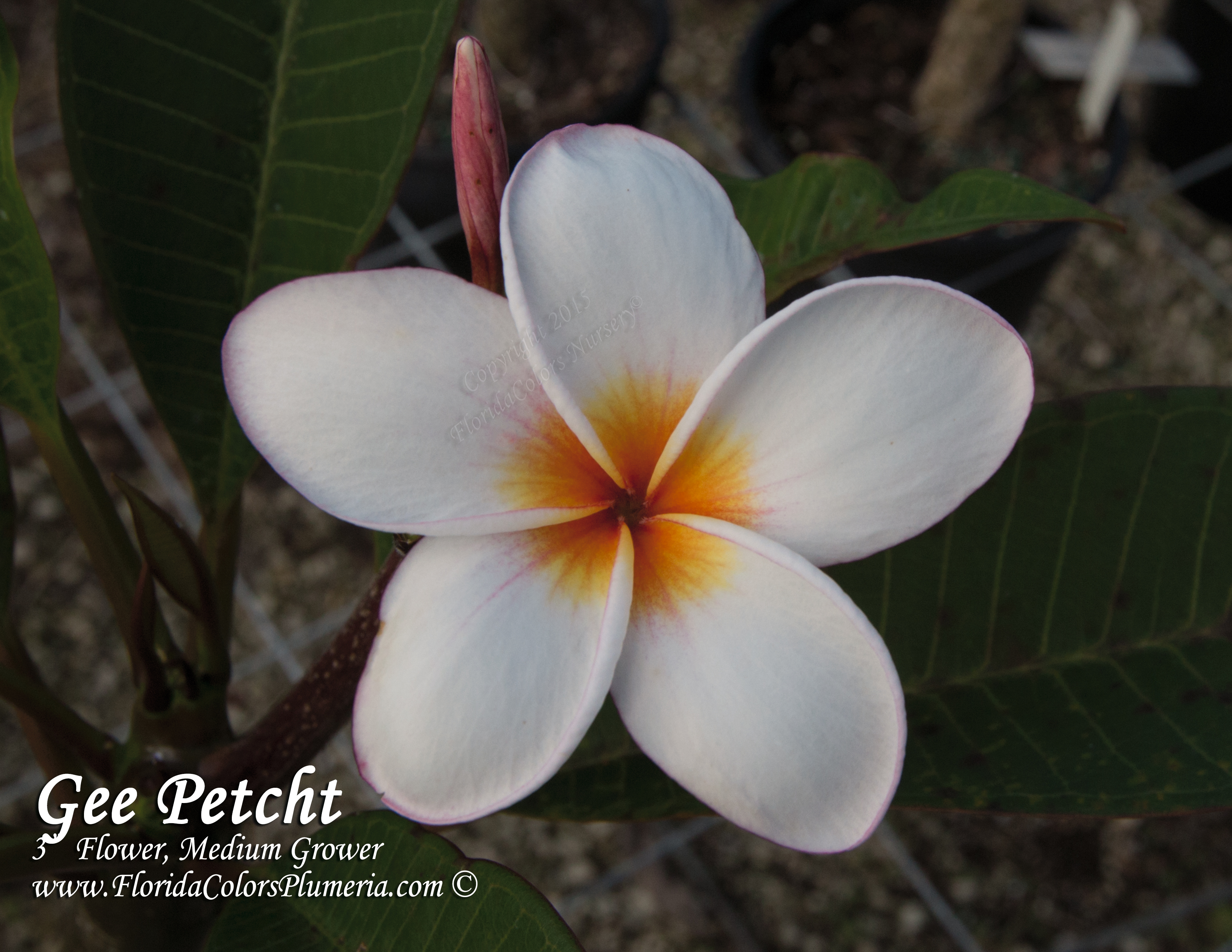 Gee Petch plumeria photo