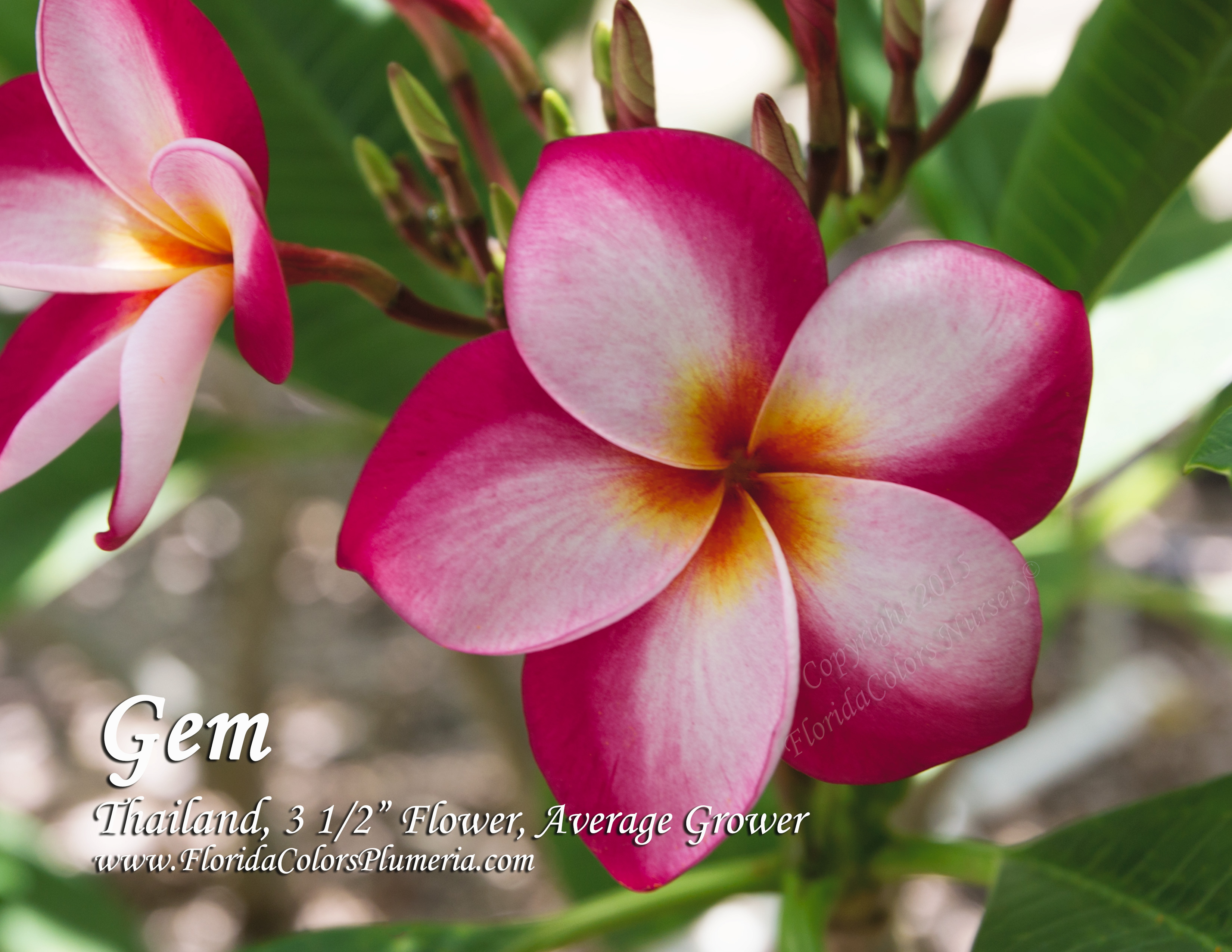 Thai Gem plumeria photo