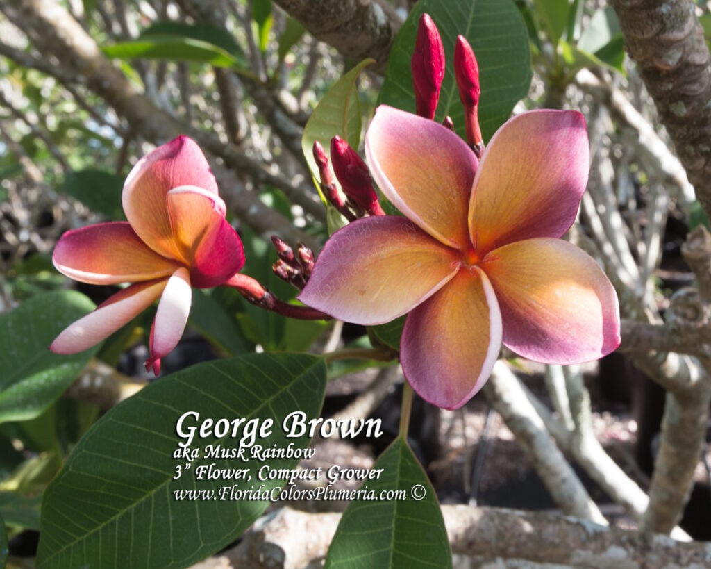 George Brown plumeria photo