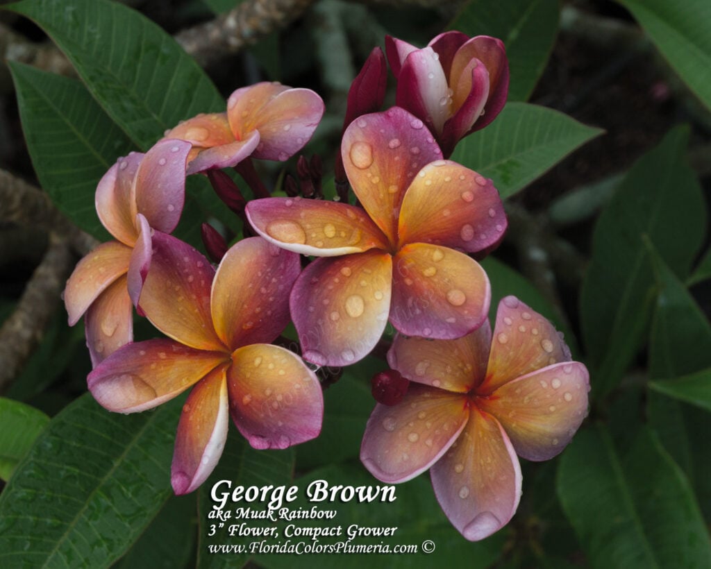 George Brown plumeria photo