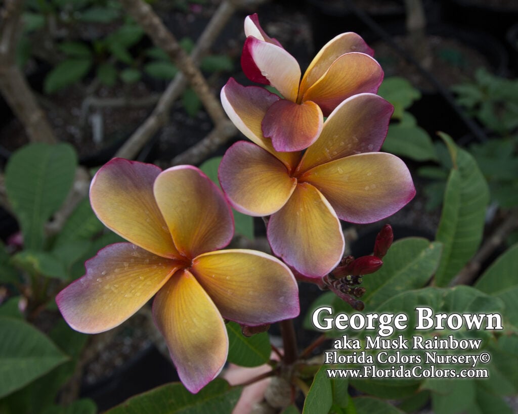 George Brown plumeria photo