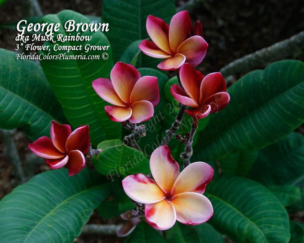 George Brown plumeria photo