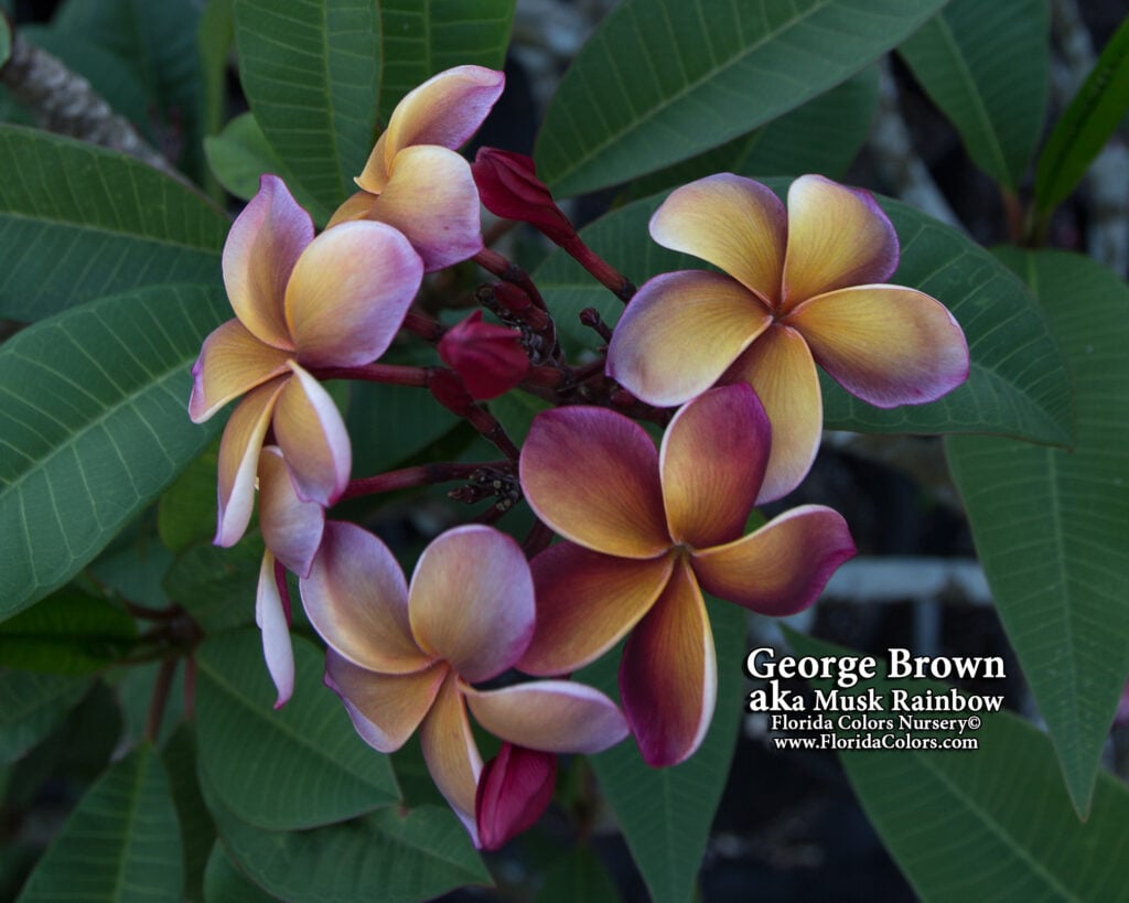 George Brown plumeria photo
