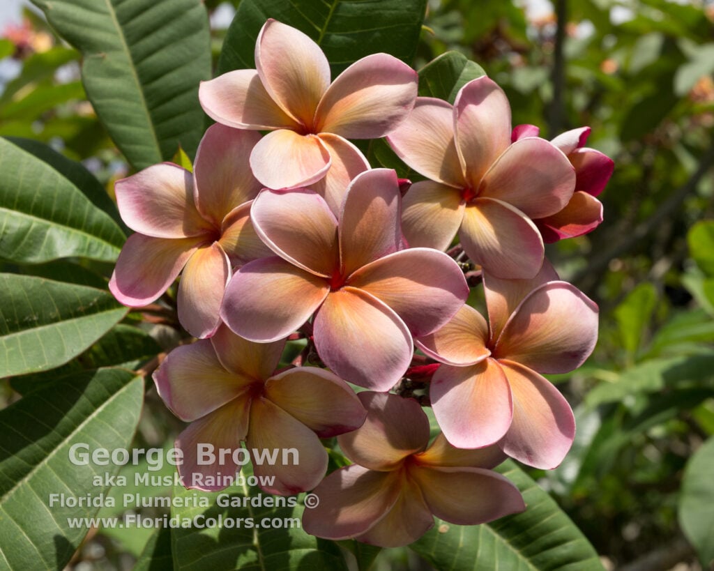 George Brown plumeria photo