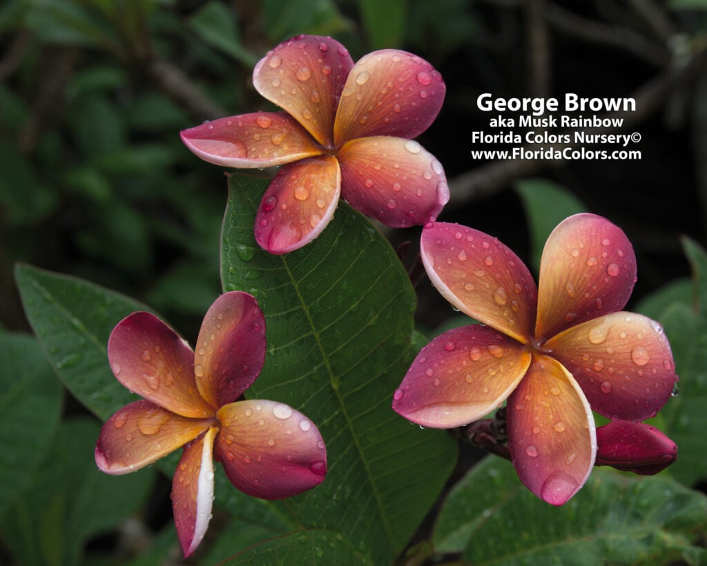 George Brown plumeria photo