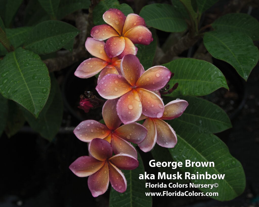 George Brown plumeria photo