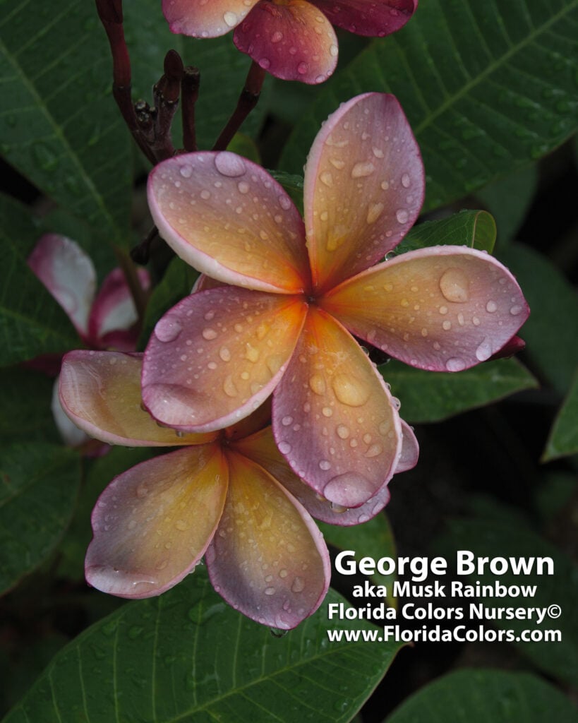 George Brown plumeria photo