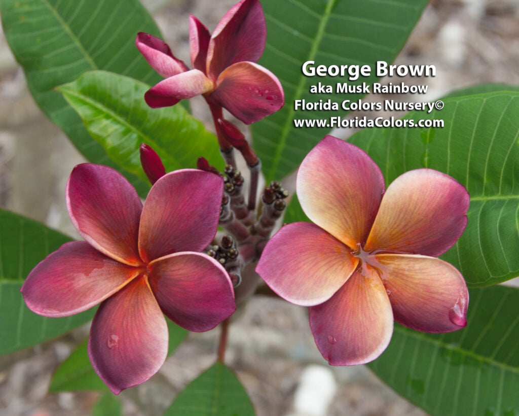 George Brown plumeria photo