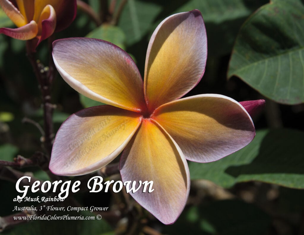 George Brown plumeria photo