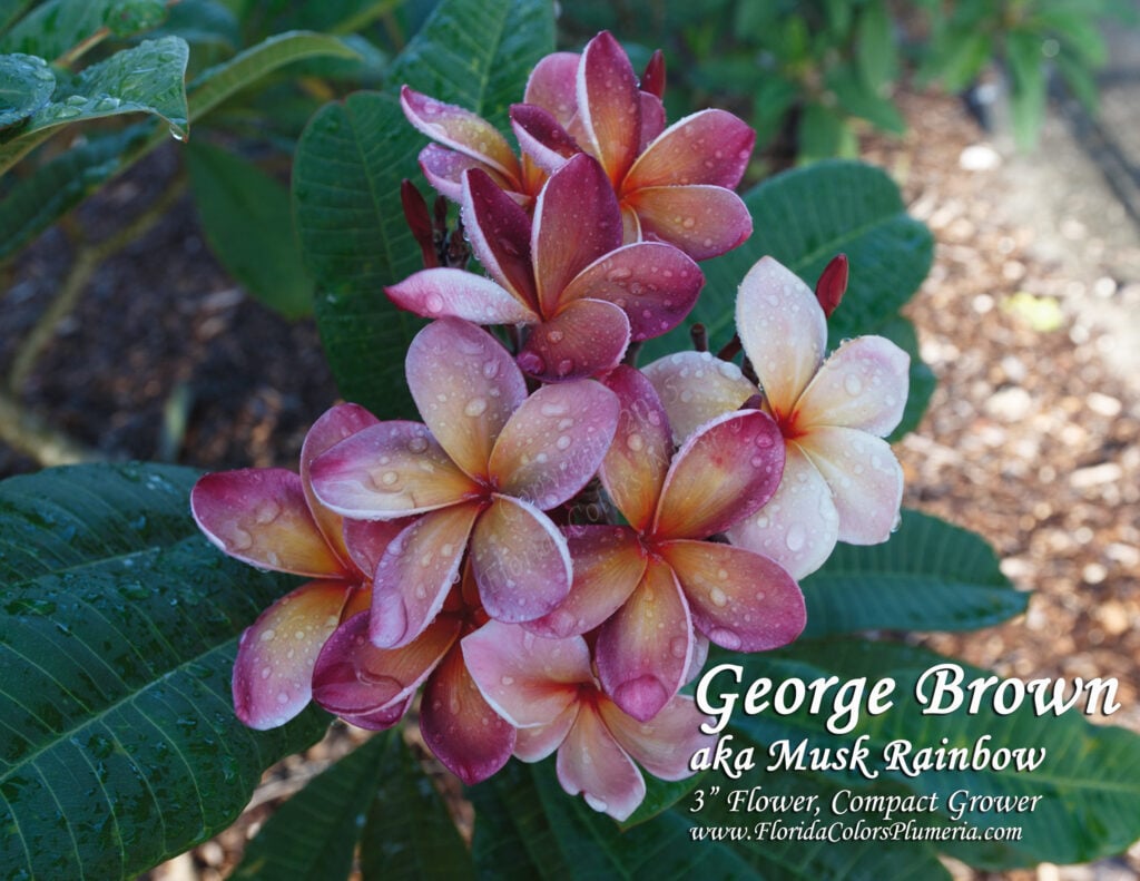 George Brown plumeria photo