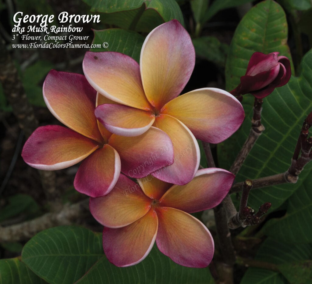 George Brown plumeria photo