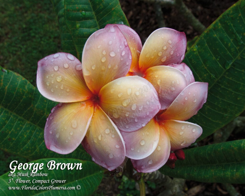 George Brown plumeria photo