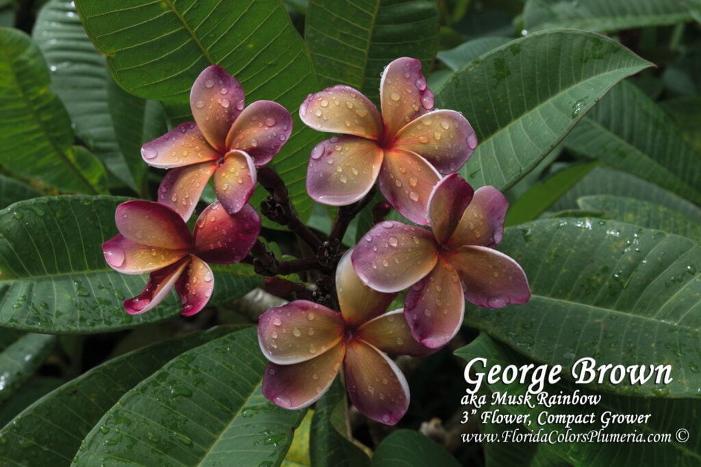 George Brown plumeria photo