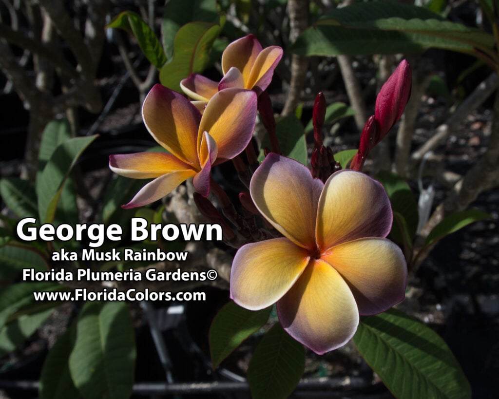George Brown plumeria photo