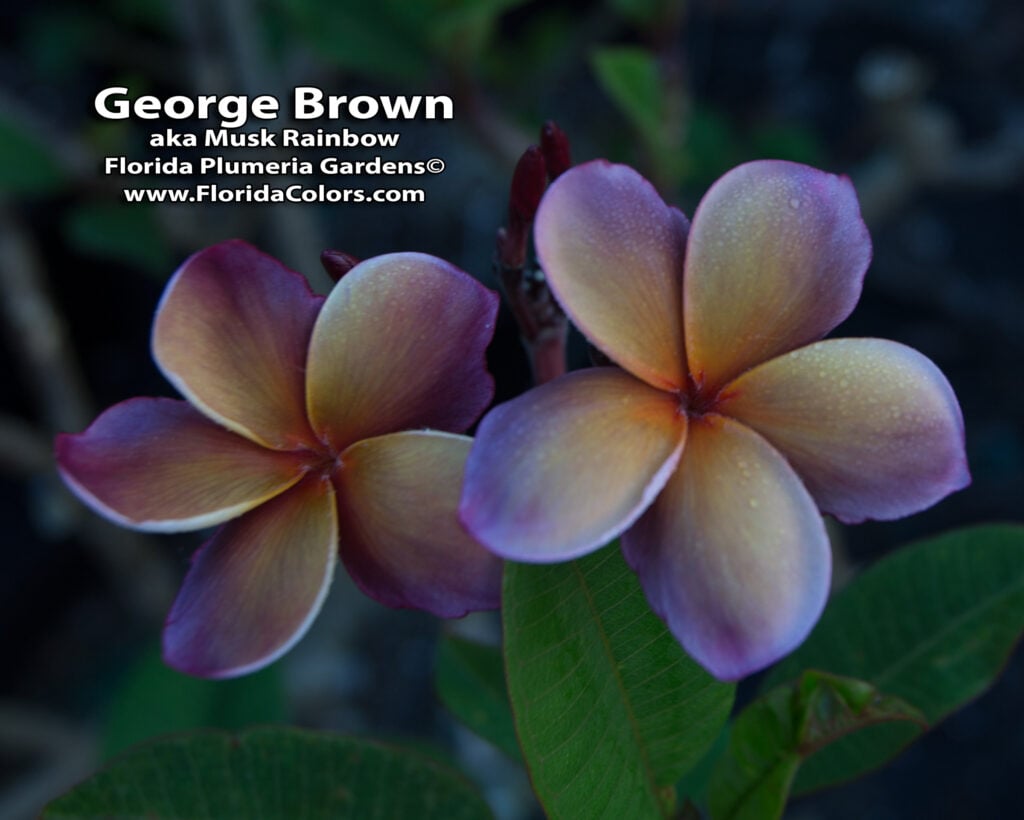 George Brown plumeria photo