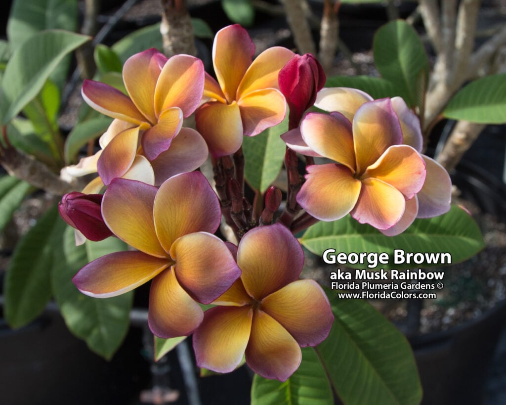 George Brown plumeria photo
